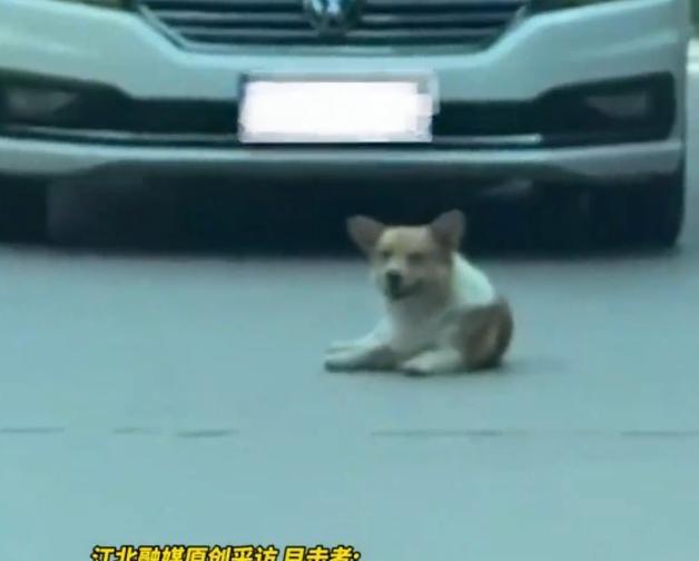 “笑不活了！”8月12日，贵州毕节，一狗子趴在路中央，挡住车辆，司机不停的按喇叭