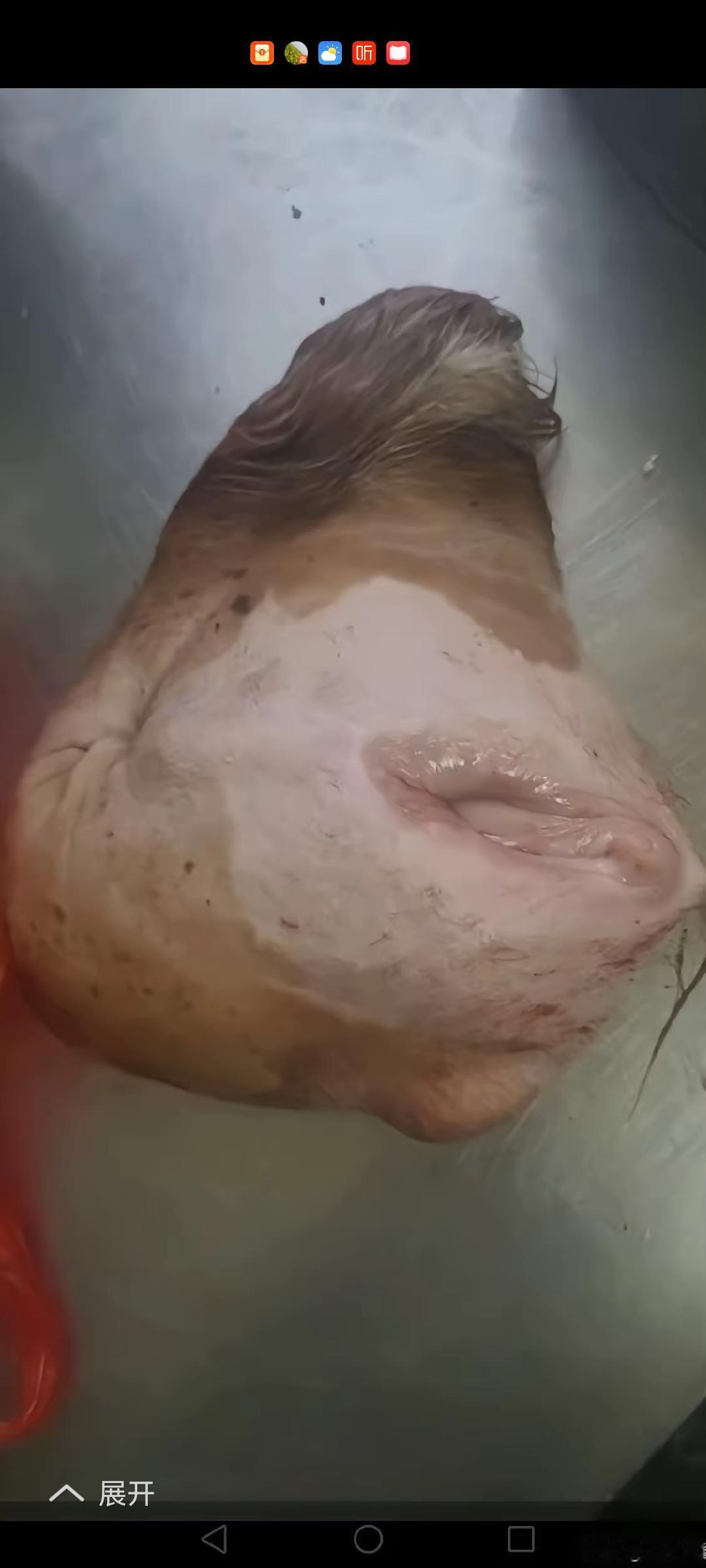 这是广东一道名菜。反正我是不吃。