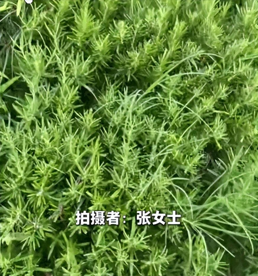 “笑不活了！”上海一位女士超爱吃煎牛排，迷迭香是她心中去腥提鲜的灵魂配料，她前后