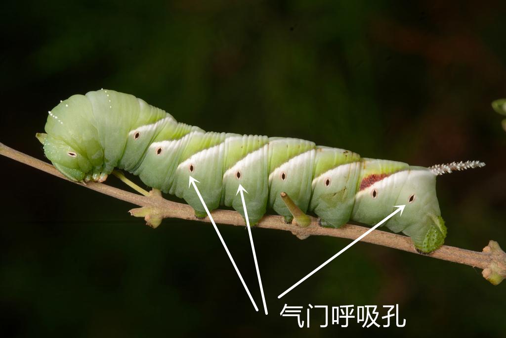 昆虫没有肺，是怎么呼吸的？答案是依靠独特的气管系统完成呼吸。小时候捉蚂蚱，看到蚂