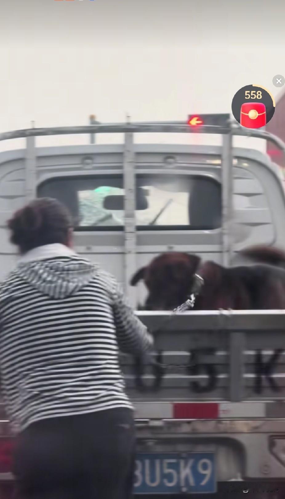 突然下起了大雨，待在后车厢的狗狗无处躲雨。过红绿灯时，主人赶忙打开后车厢，把狗狗