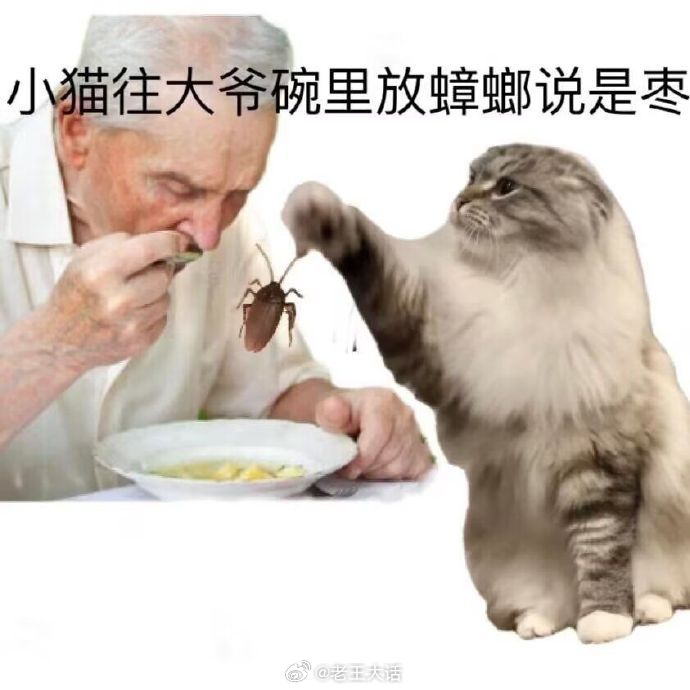 小猫坏事做尽