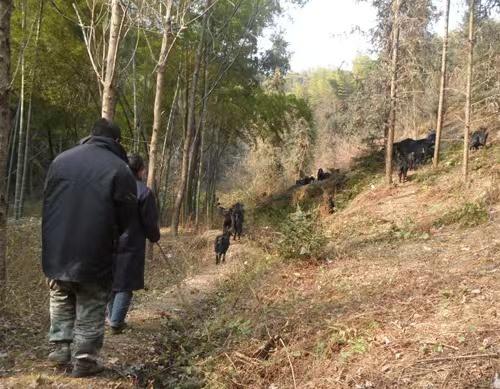 选择养羊这条路，从来都不是一帆风顺的。身边亲人不理解，觉得这行辛苦又没前途，旁人