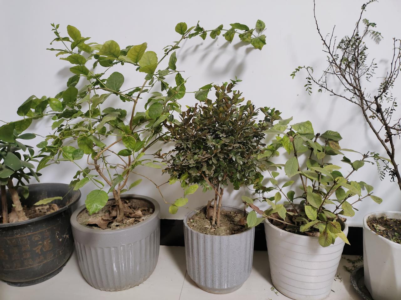 冬天屋里养盆栽别瞎浇水多晒晒太阳离暖气远点儿，绿植照样绿油油超精神晒图笔