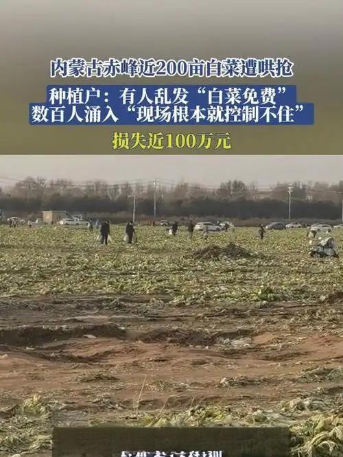 200亩白菜被抢,损失100万。2025年11月初，内蒙古赤峰发生一起白菜哄抢