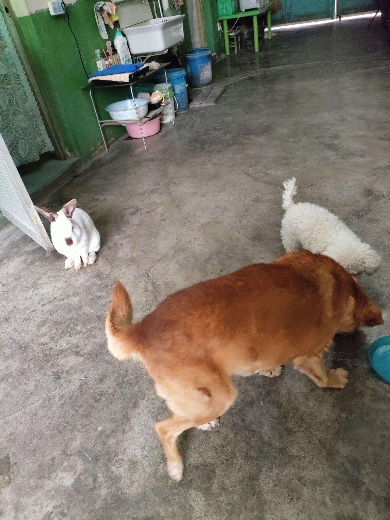 今日随手拍家里的日常，热热闹闹的。一只兔子静静蹲在门边，两只小狗忙着凑在一起探索
