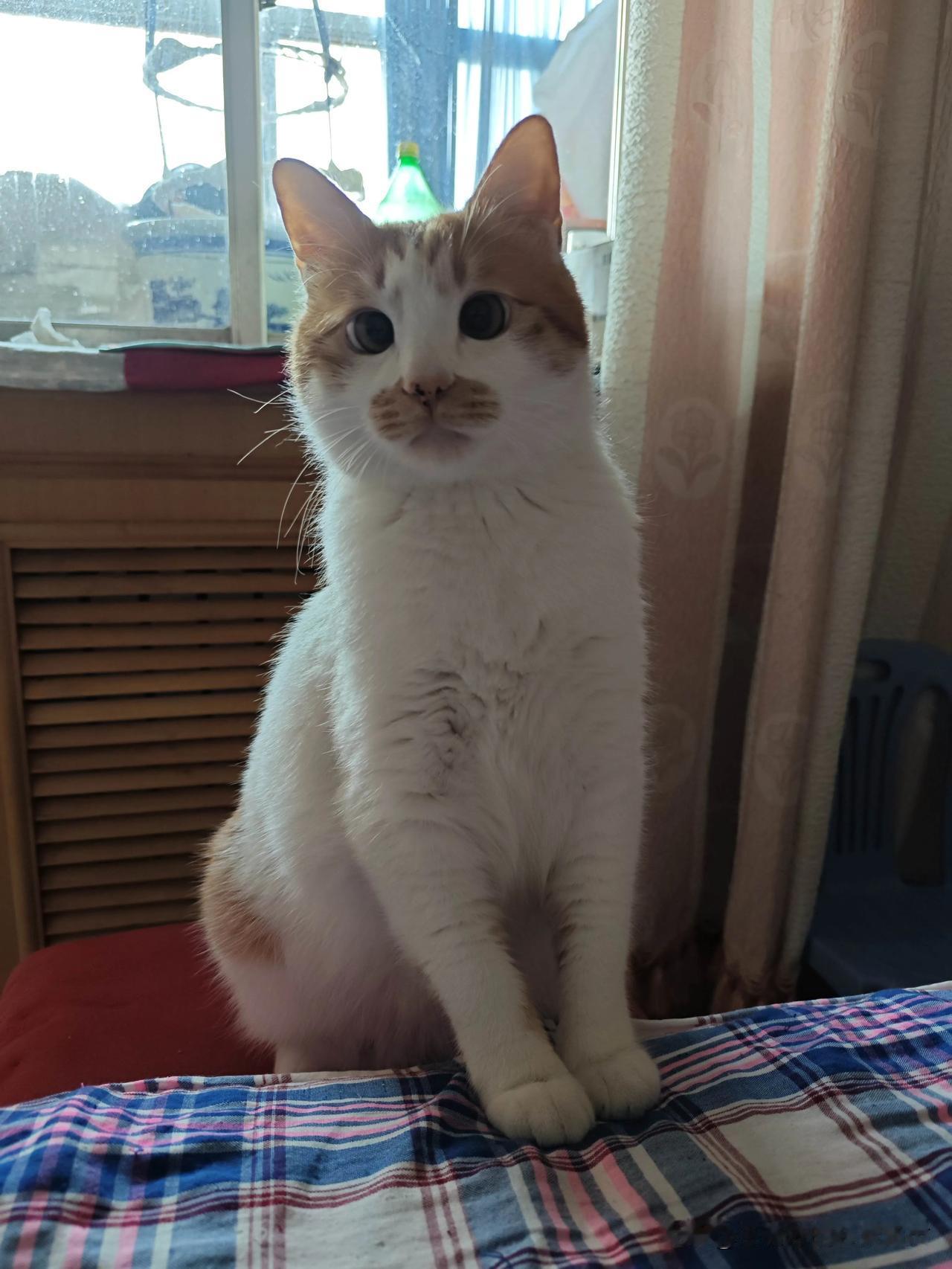 暖阳里的猫，温柔了岁末冬日的阳光挤过窗棂，在格子布上投下细碎的光斑