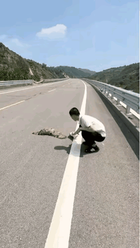 这只猛禽应该是被过往的车辆撞死的，也许由于车的玻璃反光，猛禽根本就看不见前方的障
