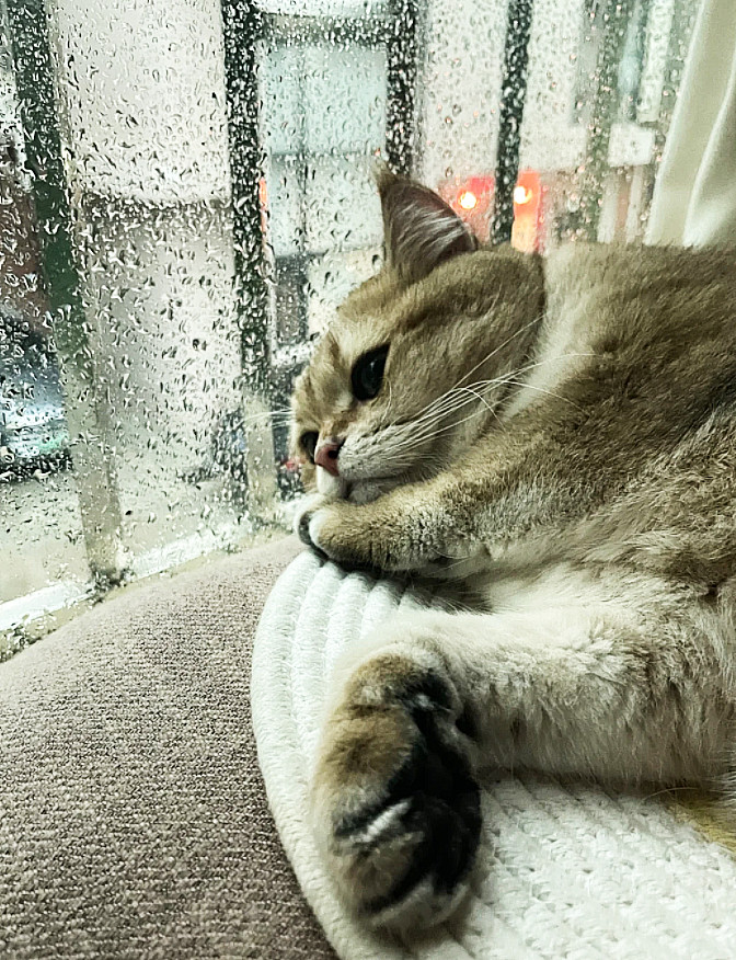 天啊，小猫咪到底有什么坏心思啊！感觉它快要碎了然道，小猫咪下雨天也抑郁？