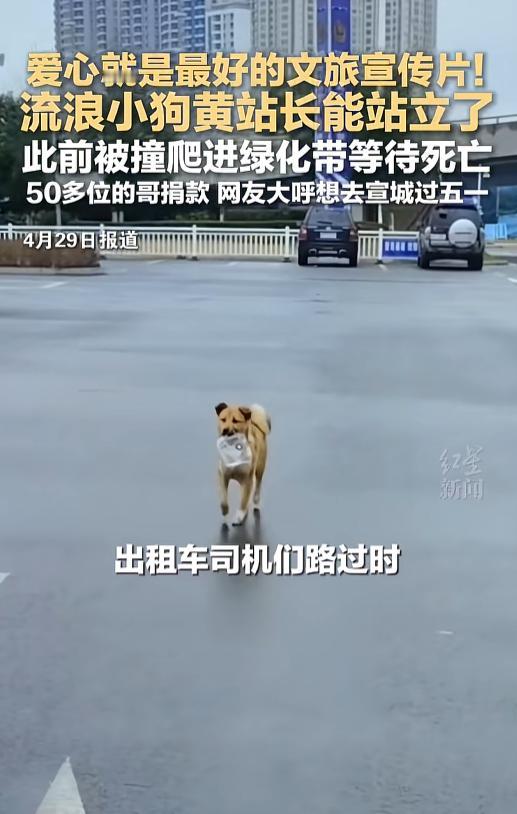 安徽，流浪小狗“黄站长”被车撞飞，三肢骨折、爬进绿化带蜷缩等死。然而，当地50多