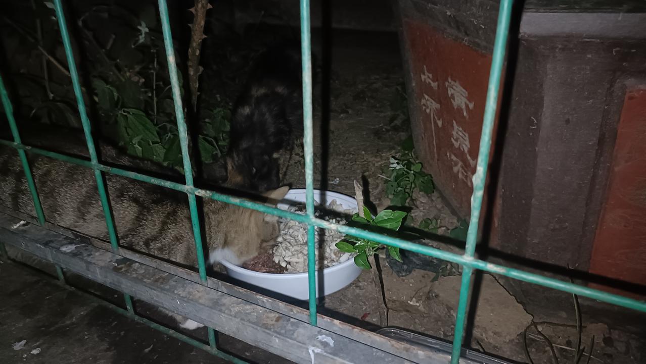 今晚给垃圾站流浪猫准备了一些鱼肉，把刺挑干净了，流浪猫吃的嘎嘎香！流浪猫