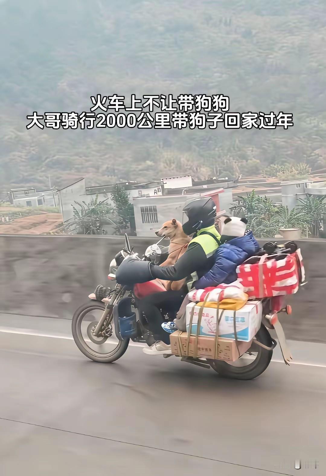 泪目了！一位大哥和妻子一直在城里打工，善良的他经常会投喂一只流浪狗，狗狗也非常依