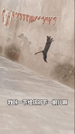 不怕贼偷，就怕贼惦记，一旦被惦记上了，最终还是跑不了！