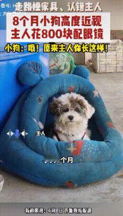 河南，一只才8个月大的小狗，日常走路频频跑偏、撞翻家具，就连饭盆摆在眼前都找不到