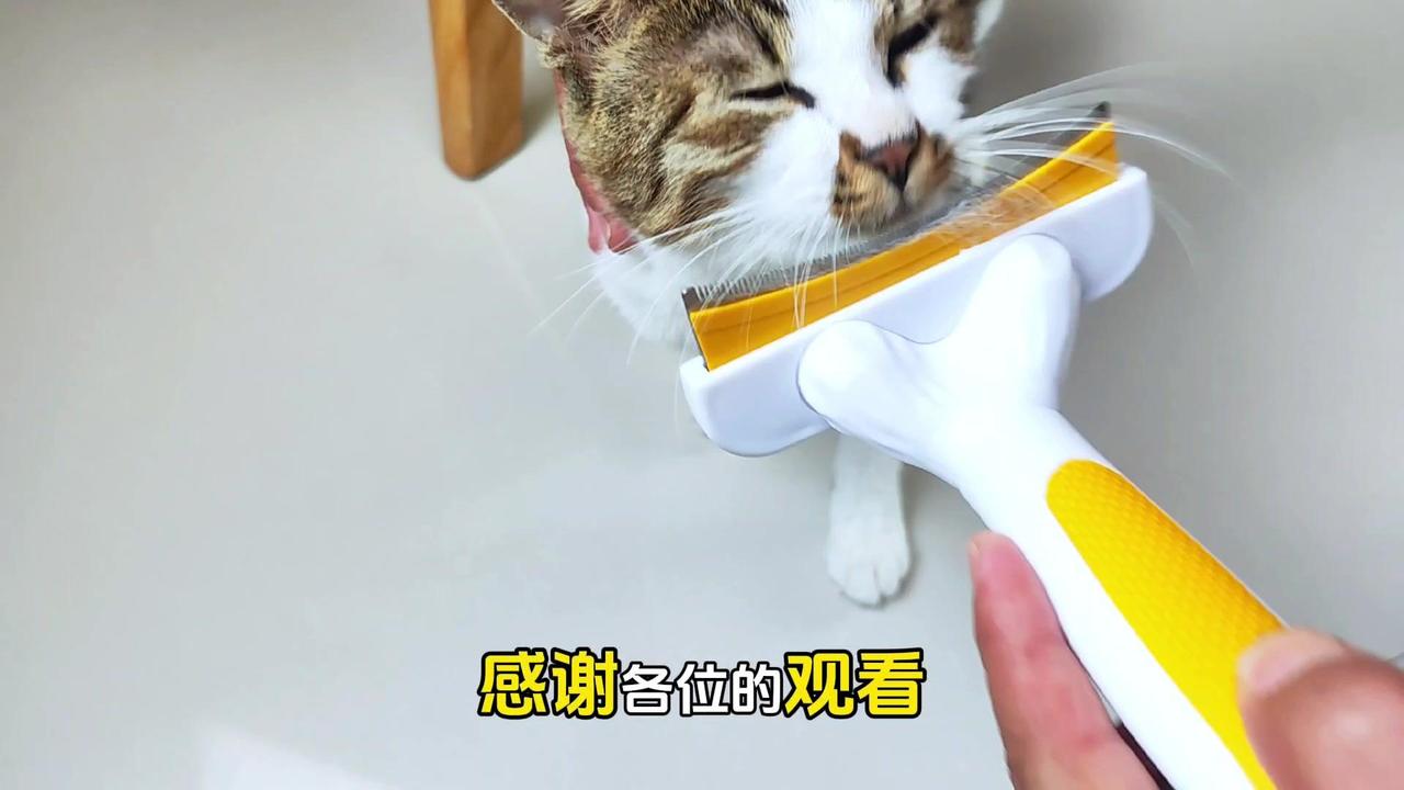 🎈狸花猫不掉毛是骗人的梳子：优点1️⃣实用。感觉不错，所以拿出来和大家分享