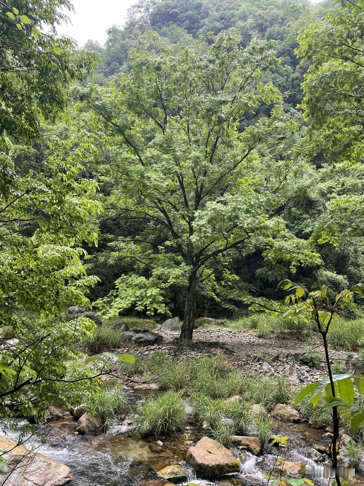 【七绝•夏木成荫杏渐肥】夏木成荫杏渐肥，呢喃燕子抱春归。园林雨过白云淡，草色
