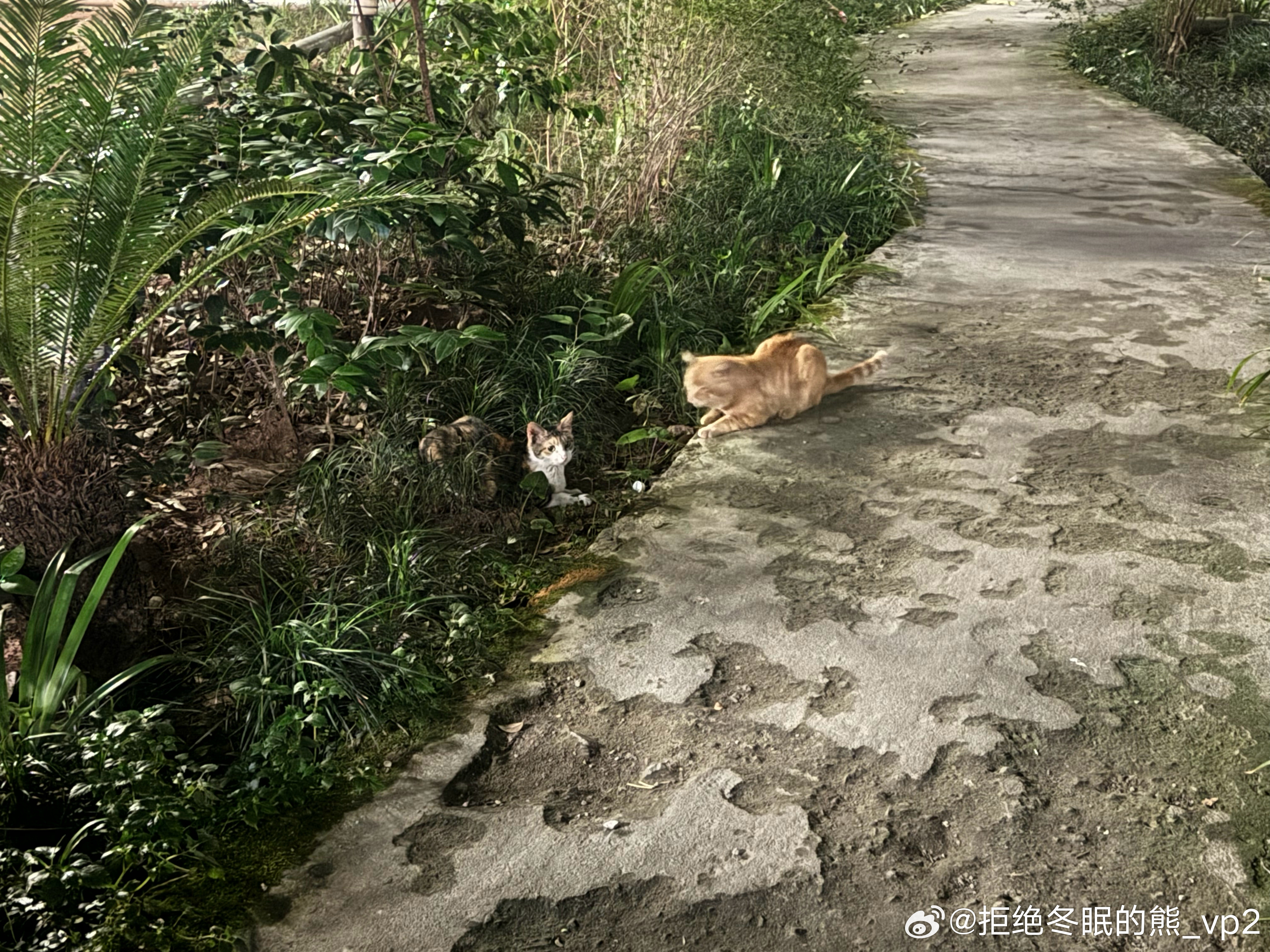 家猫和流浪猫在追逐，看起来像是家猫追流浪猫，流浪猫不干，但是，没看到故事结尾。这几天流浪猫在我们单元