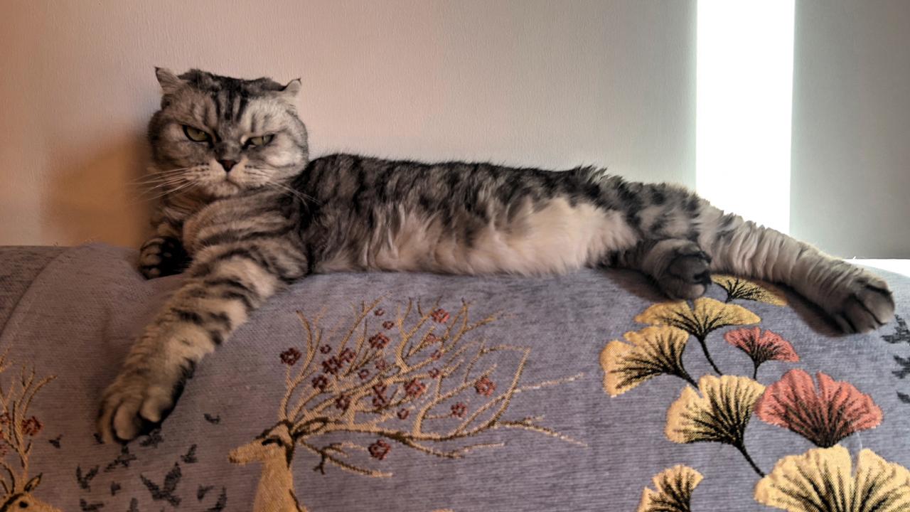 分享你家的可爱小猫咪