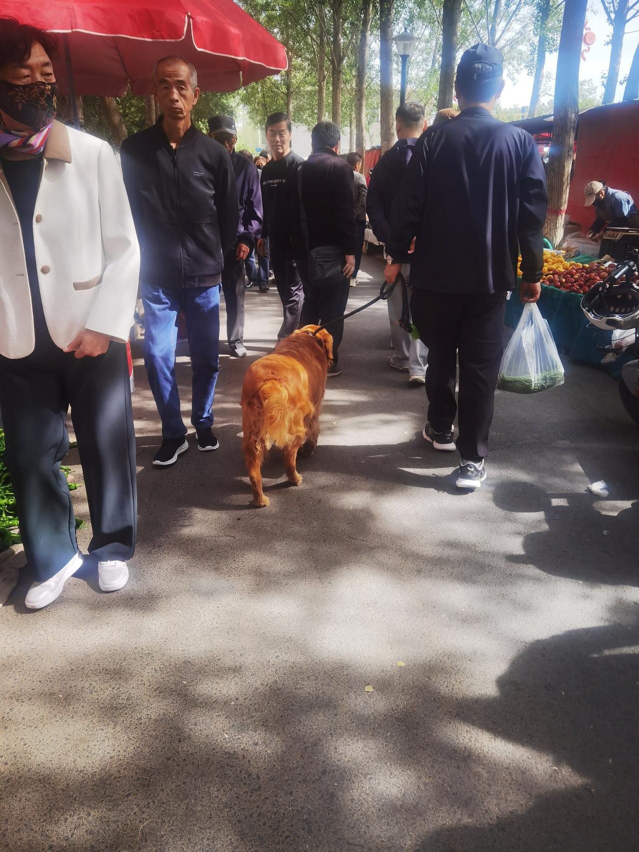 早市人挤人主人拉一狗狗狗逛早市探寻人间乐人间修罗场狗狗也修行