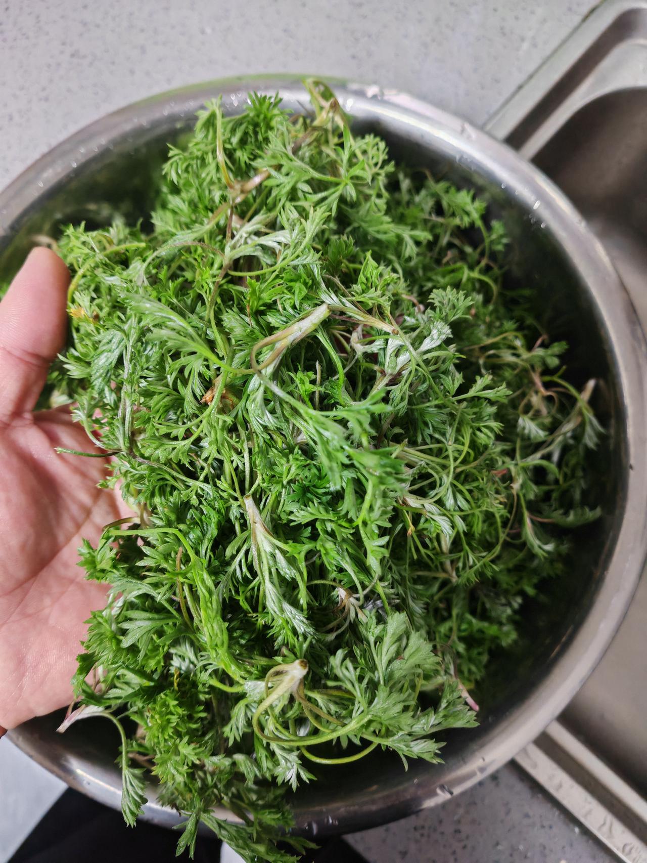 谁懂这口野菜的含金量[比心]