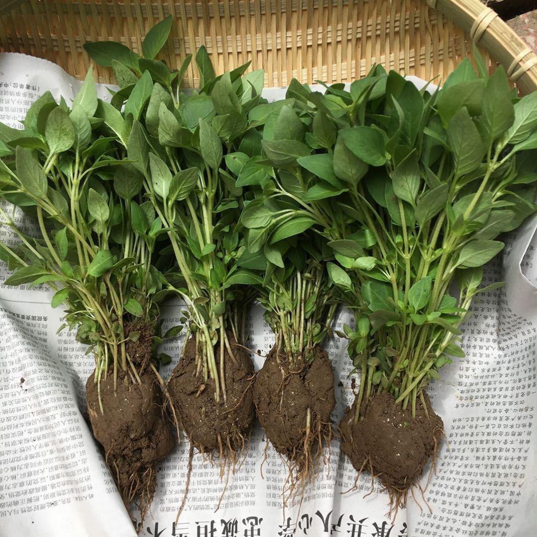 网购菜苗炼苗定植实操办法——很多菜友网购菜苗直接下地，要么死苗、要么迟迟不