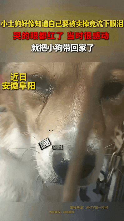 万物皆有灵！近日安徽阜阳，男子想把家中养了几个月的大黄狗卖掉，没想到把狗狗上了狗