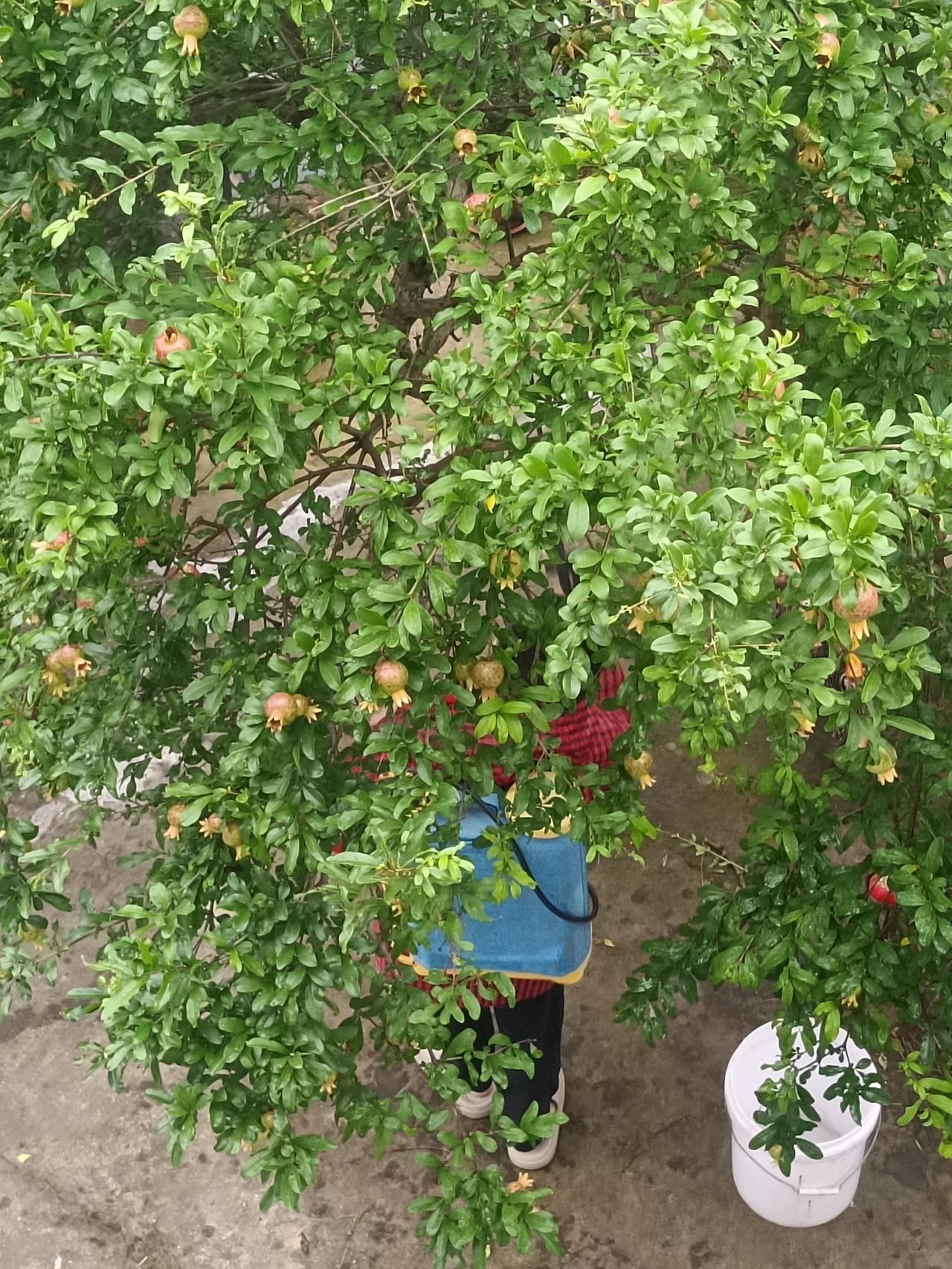 初夏，石榴树正值生长关键期，给它打药是维护美景的必要操作。我随手拍下农村给石榴树