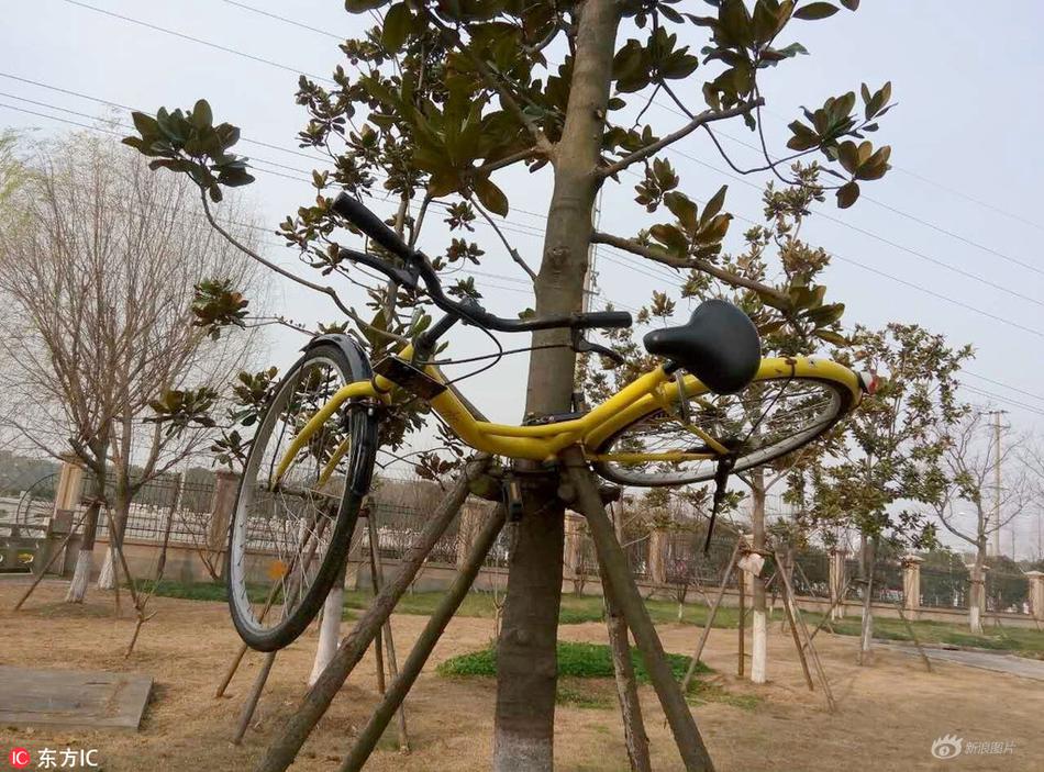 有的单车被挂在树上.