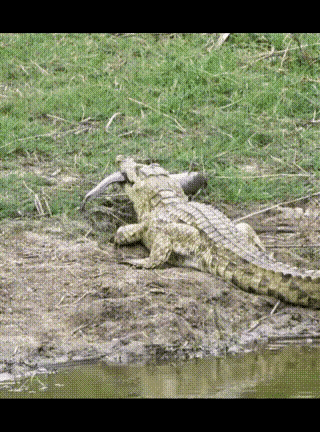 看着自己的尾巴被鳄鱼吃掉，这是何等的绝望呀。鳄鱼从河里捞起一条大鲶鱼，把它拖到