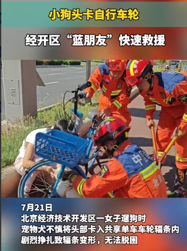 “意外还是发生了！”7月21日，北京，一女子遛狗时不牵绳，结果，小狗的脑袋卡进共