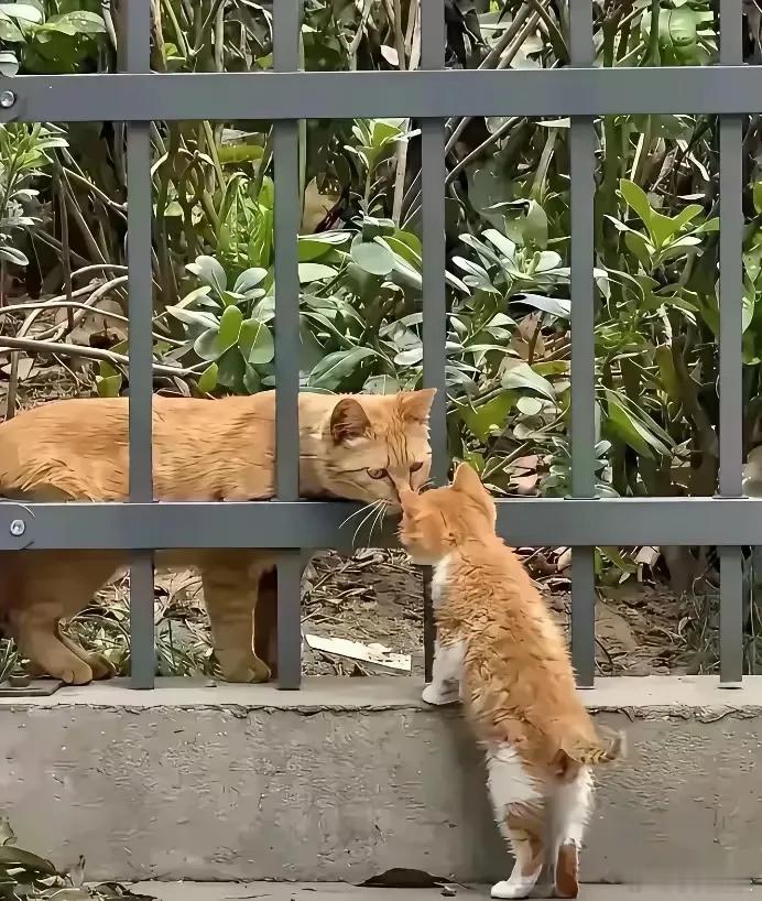 这段时间总看见附近一对流浪猫母子，我收养了小橘猫，猫妈妈跟着到家，被我赶了好几次