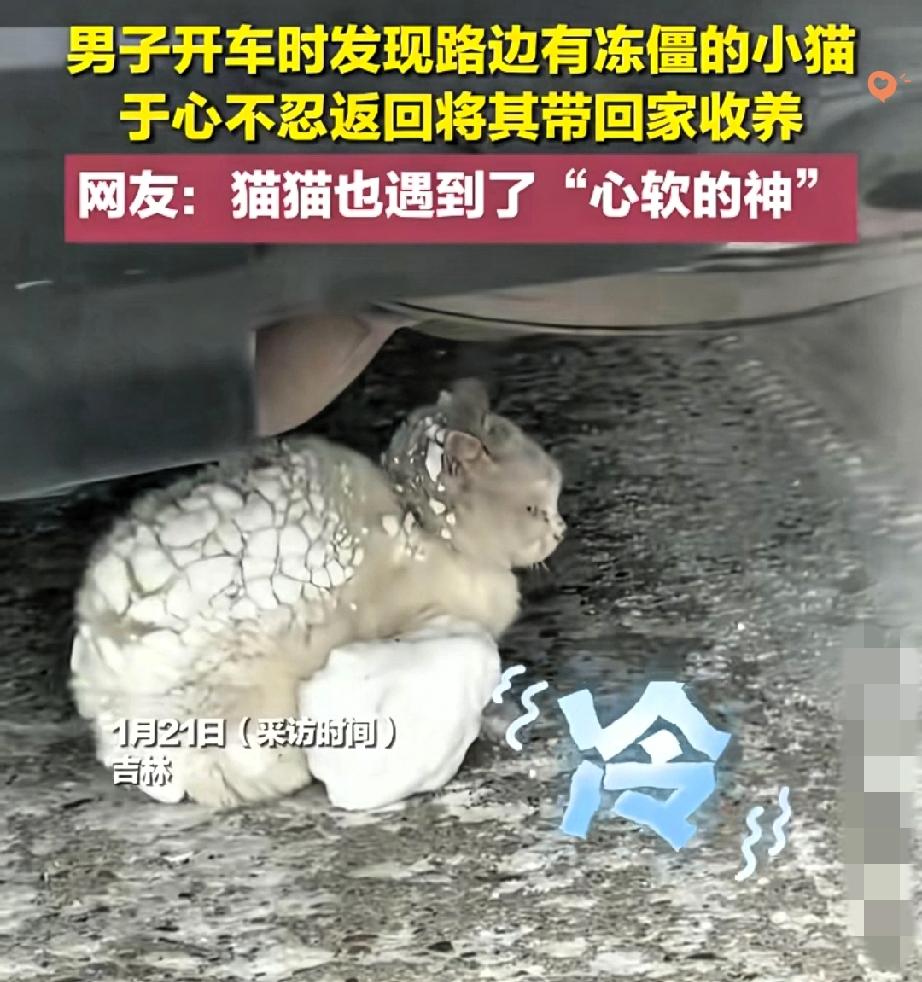 吉林零下二十几度的街头，撞见这只冻得奄奄一息的纯白小猫，真的瞬间揪紧了心！