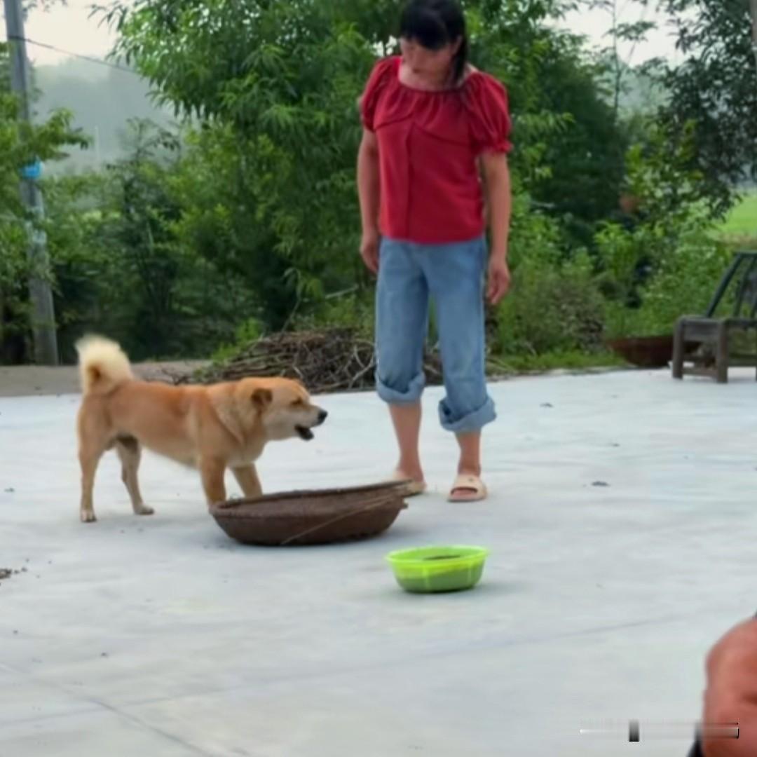 女子家里养了一只中华田园犬，平时非常机警，是个看家的好能手。要不是发生了一个小插