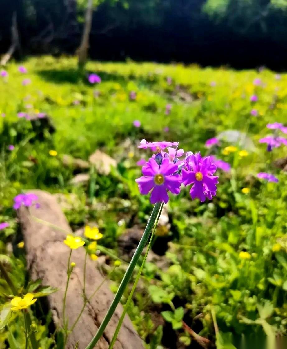 我闺蜜，就因为不染头发了，一夜之间，感觉老了十岁。真的，一点不夸张。她今年5