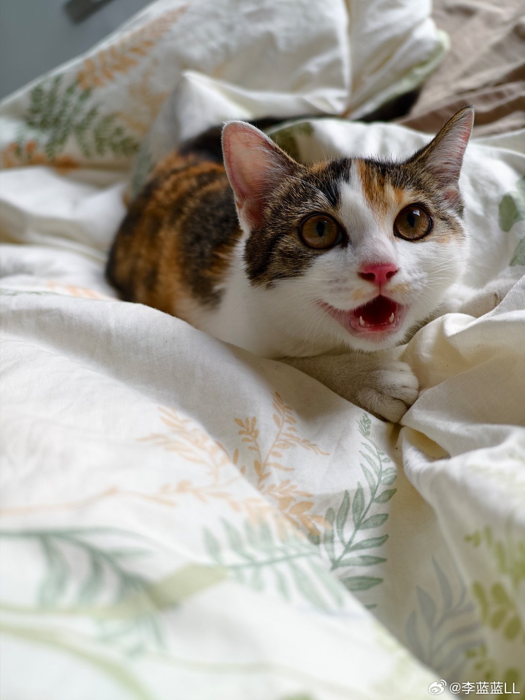 终于回到家了。小猫都变大猫了。我究竟多久没回家了…？​​​