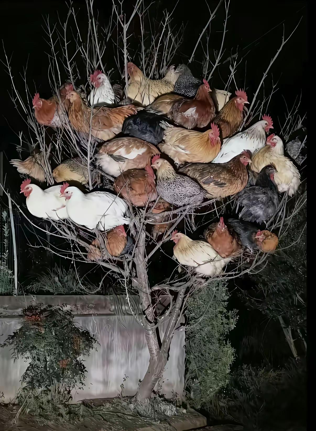 学了这么多年语文看到此情此景谁来吟诗一首高人请吧……​网友评论：​树鸡