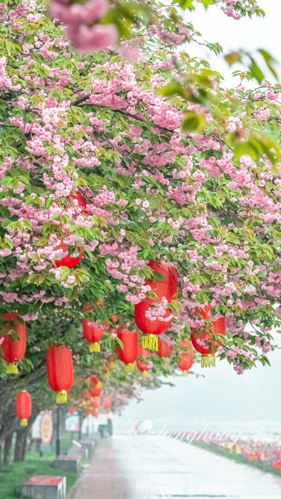 顺义鲜花港晚樱在细雨的洗礼下显得格外娇艳动人摄影​​​