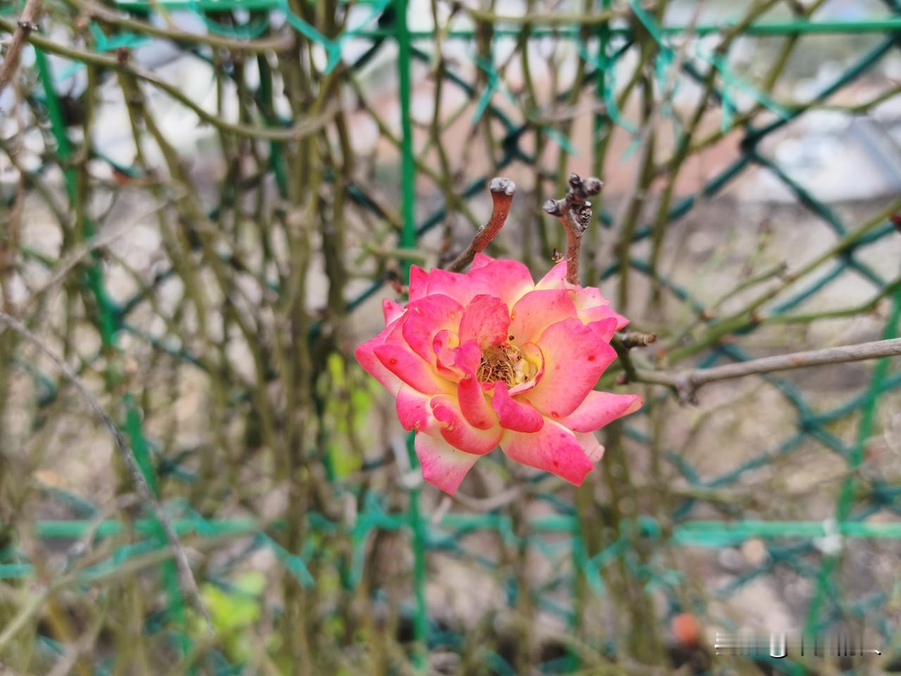 从几何时县城相亲开始悄悄流行起了新三大件:年关将至，相亲大军又该倾巢出动了。当