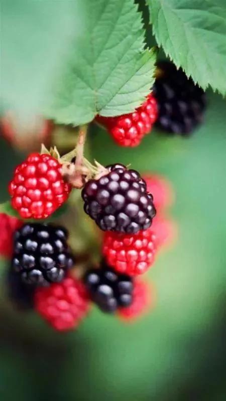 氰化物的致命真相进嘴几秒钟就能致命真相让人后怕氰化物这个东西，进嘴几秒就