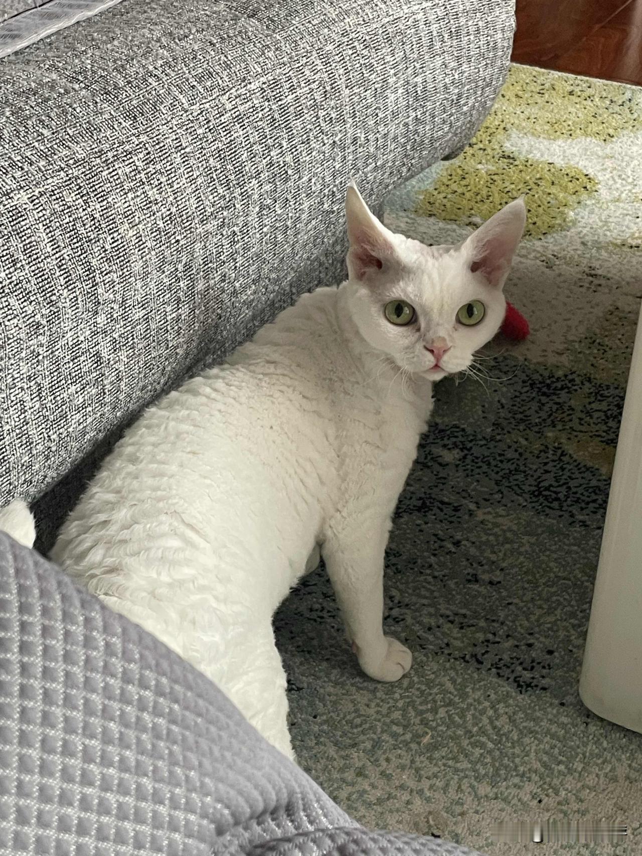 我家猫咪叫：柚子，是一个可爱又调皮的小家伙。