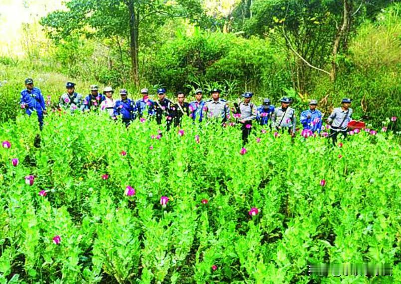 缅甸掸邦继续铲除罂粟115亩！缅甸正与联合国、邻国、东盟成员国、湄公河区域国