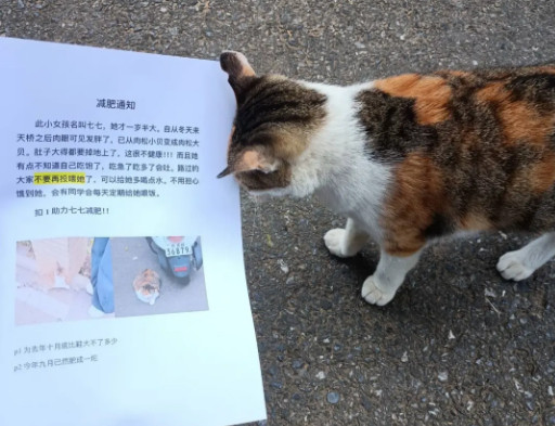 幸好咪咪不识字​​​