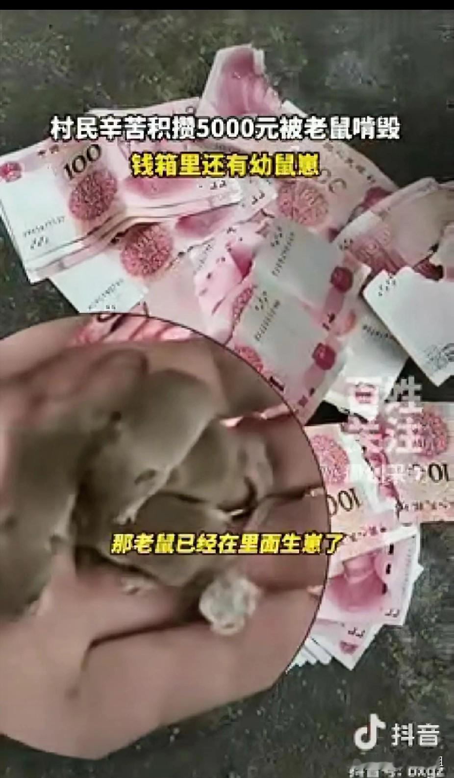 赔大了！”河南，小伙心血来潮打扫屋子，不料翻出一个钱箱子，一窝老鼠正在里面舒服过