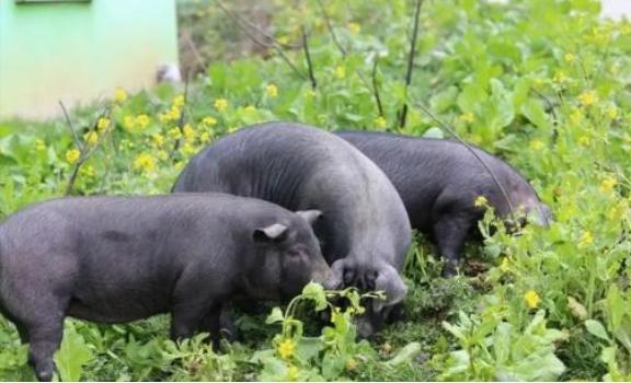 为什么现在的猪肉不香了？饲料大王、新希望集团董事长刘永好说：我们现在吃的猪肉很多