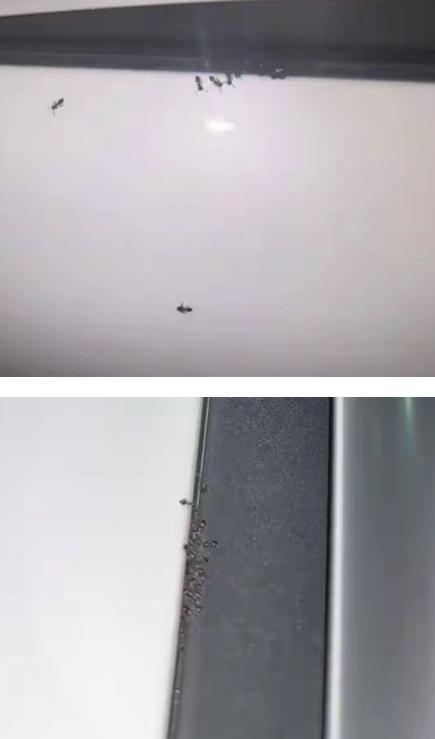 上海，女子提了辆奔驰纯电车，提完第二天，她发现车身缝隙里爬满了蚂蚁。女子鸡皮疙瘩
