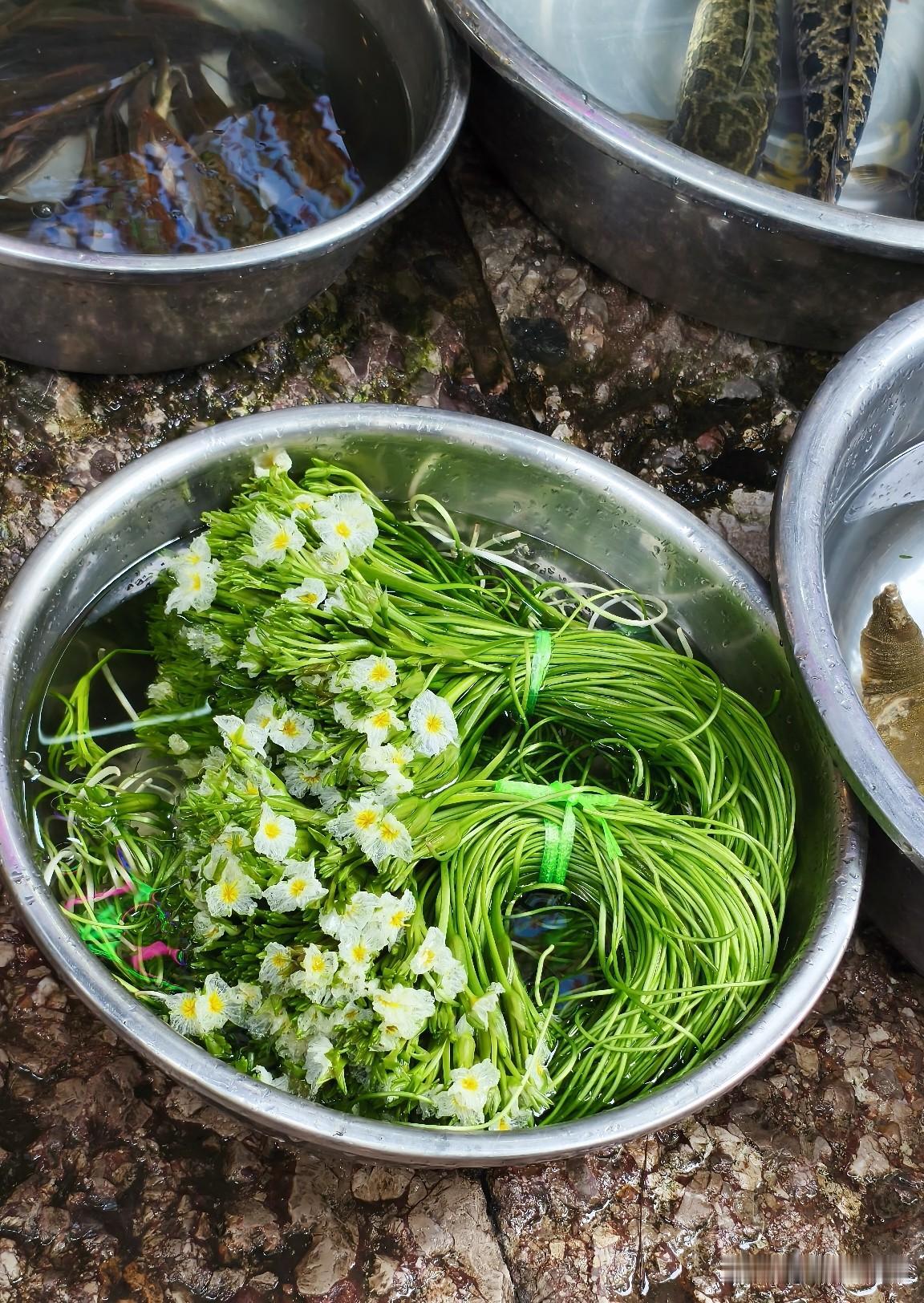 去云南昆明大理旅游，一定要看看洱海里的“水性杨花”。它学名海菜花，是中国特有的水