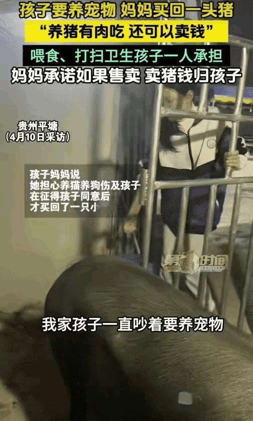 贵州平塘，一个小女孩天天缠着妈妈要养宠物，妈妈不同意，后来灵机一动买回一头猪，半