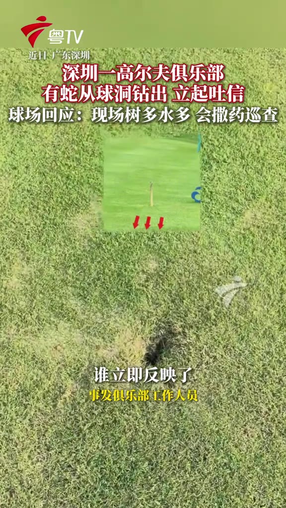 广东深圳，有顾客在一家高尔夫俱乐部打球，9月25日这天拍下一段让人头皮发麻的画面——一条蛇从球洞里探