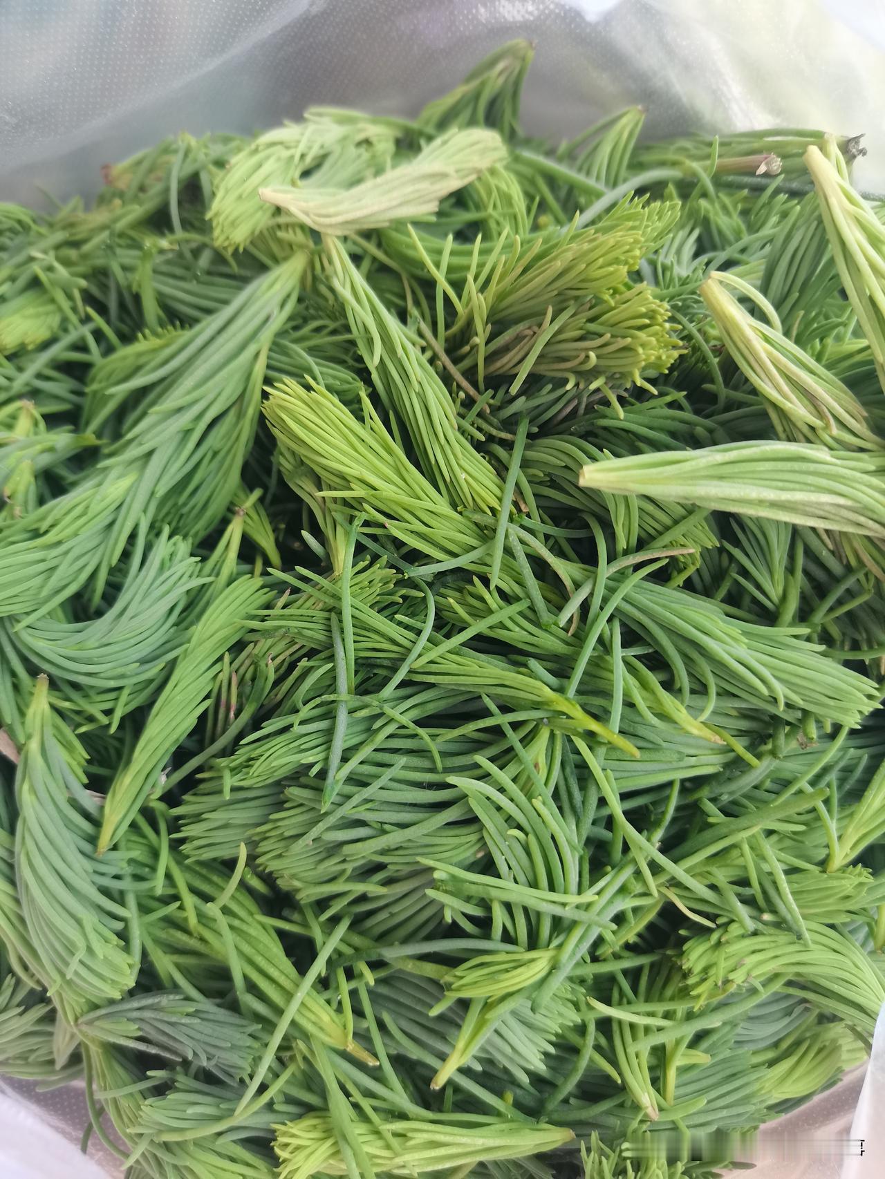 有认识的朋友请举手！这个是什么菜？邻居提着一兜菜，我也不认识，我问她这是什么