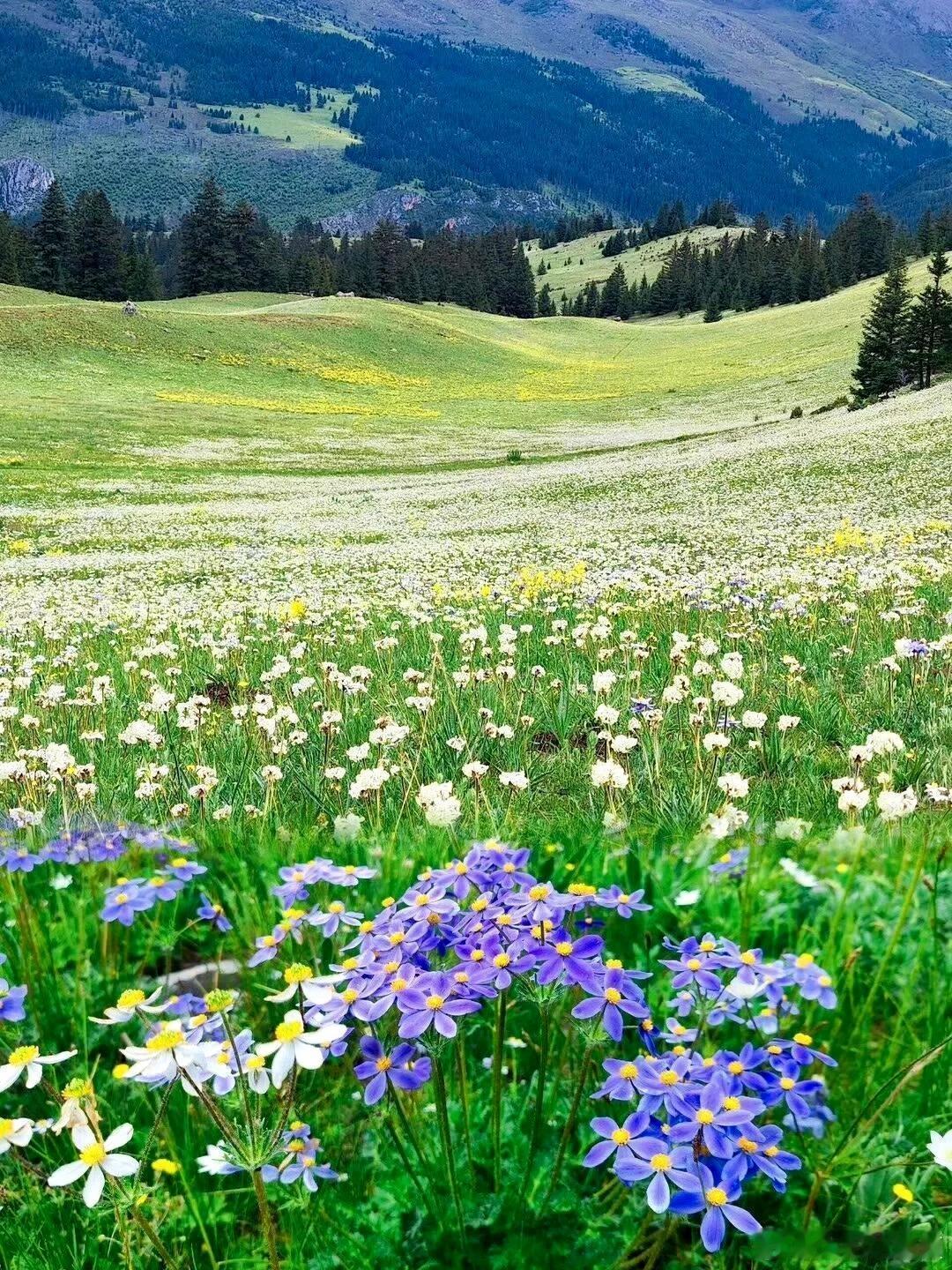 川西的美，真的绝了！雪山、湖泊、草原，随手一拍都是大片！尤其是那片花海，仿佛走进